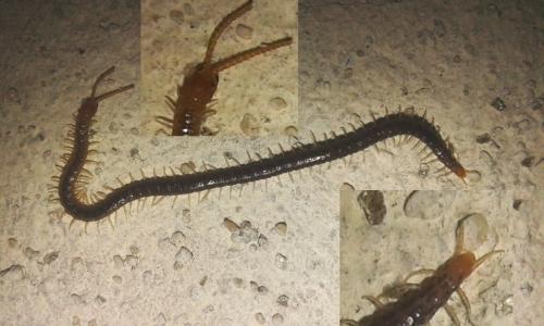 Geophilus carpophagus